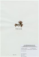 藏品(海木耳)的圖片